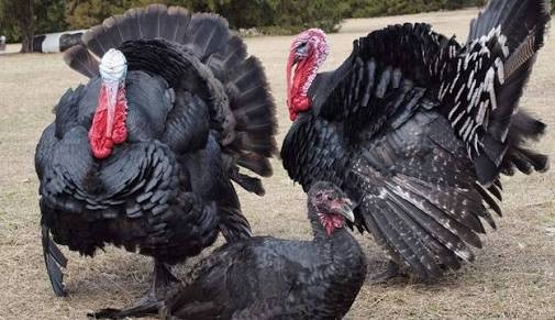 Live Turkey Chicken