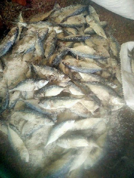 Dried Salted Mackerel Fish