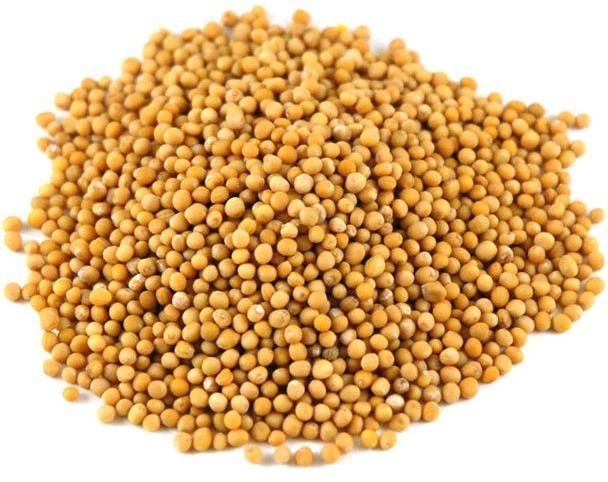 Yellow Mustard Seeds