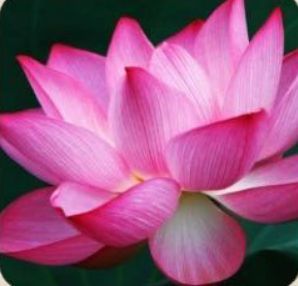 Fresh Lotus Flowers Exporter,Wholesale Fresh Lotus Flowers Supplier in Srinagar India Fresh Lotus Flowers Exporter,Wholesale Fresh Lotus Flowers Supplier in Srinagar India