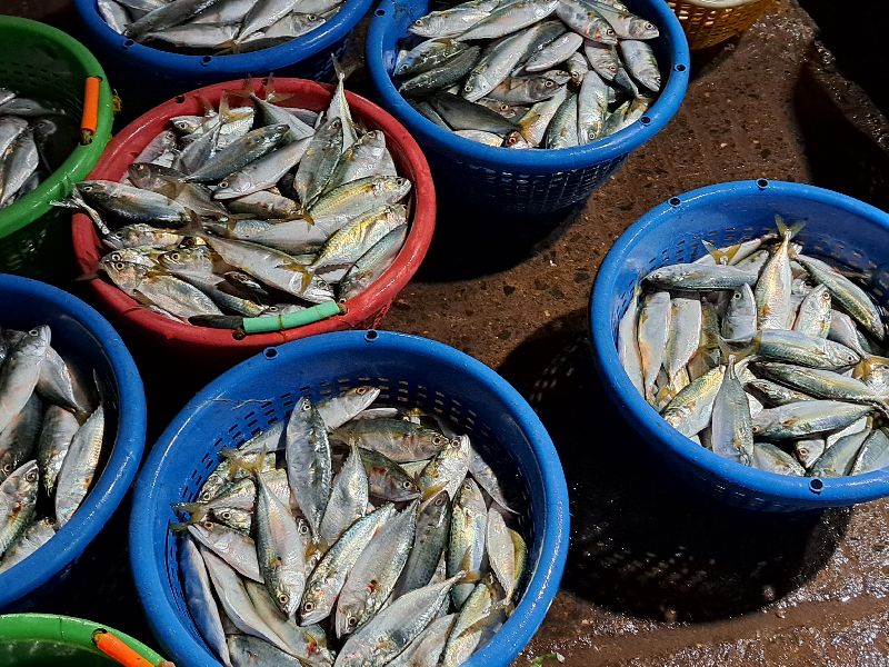 indian mackerel Supplier