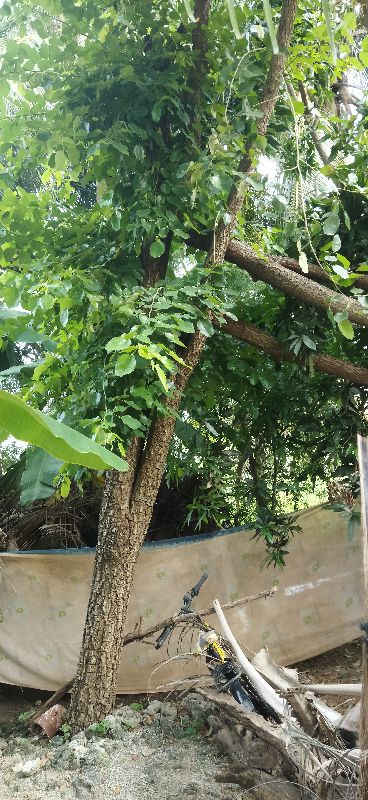 Red Sandalwood Tree