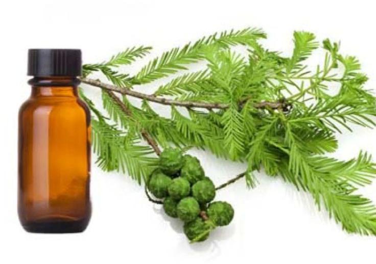 Cypress Oil