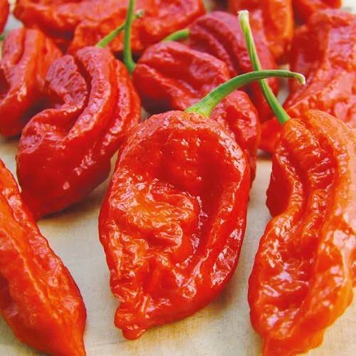 Raw King Chilli