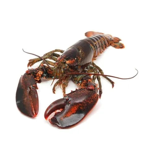 Fresh Lobsters