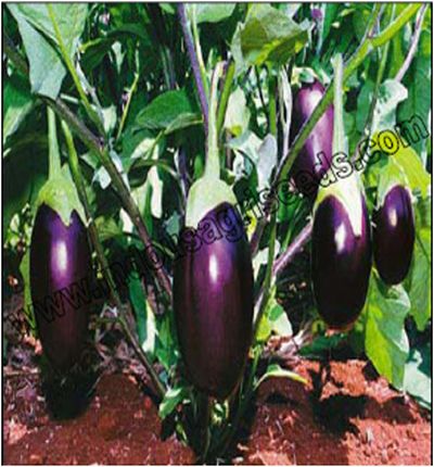 522 F1 HY Brinjal Seeds