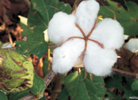 918 Hybrid Cotton Seeds