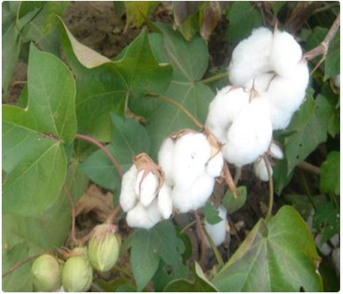 Cotton Seeds