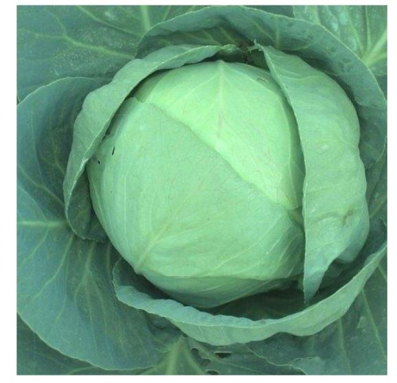 Indra Cabbage Seeds