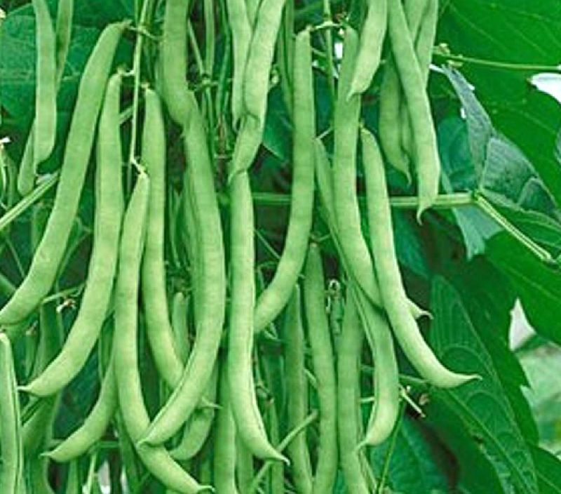 Indu Cowpea Seeds