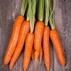 Carrot Seeds