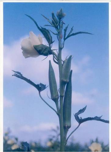 Okra Seeds