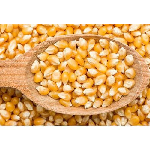 Corn Seeds