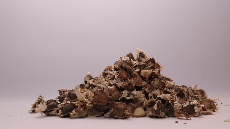 Moringa Seeds
