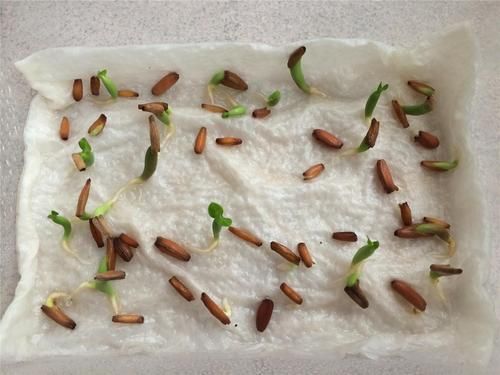 Adenium Seeds