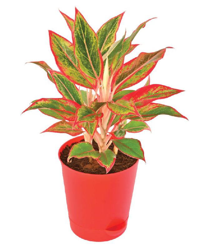 Aglaonema Plant