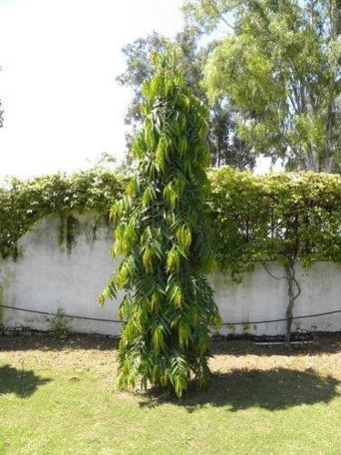 Ashoka Plant