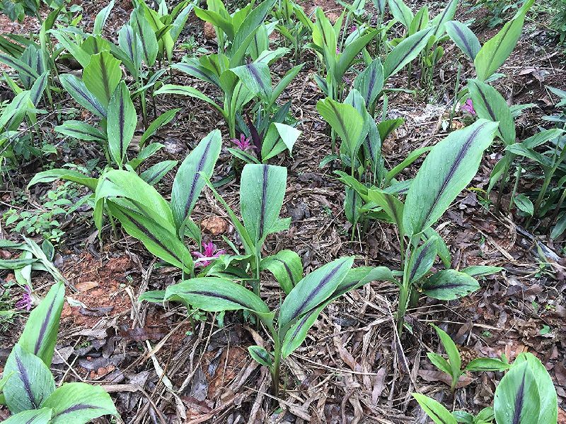 Black Turmeric Plant