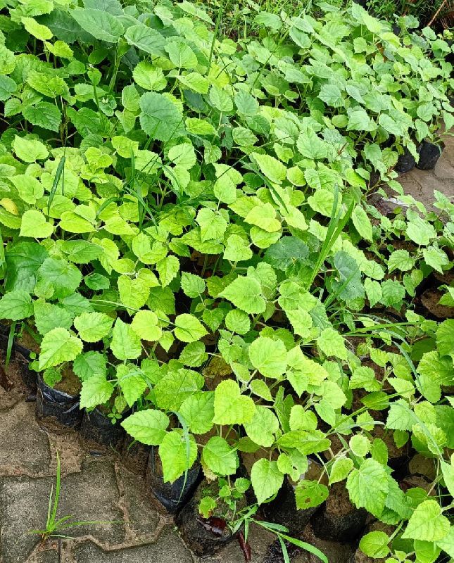 Chinese Teak Plant