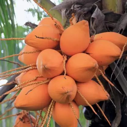 Coconut Hybrid Malayan Orange Dwarf Plant