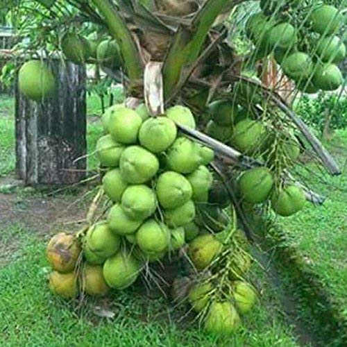 Coconut Hybrid Malaysian Green Dwarf Plant