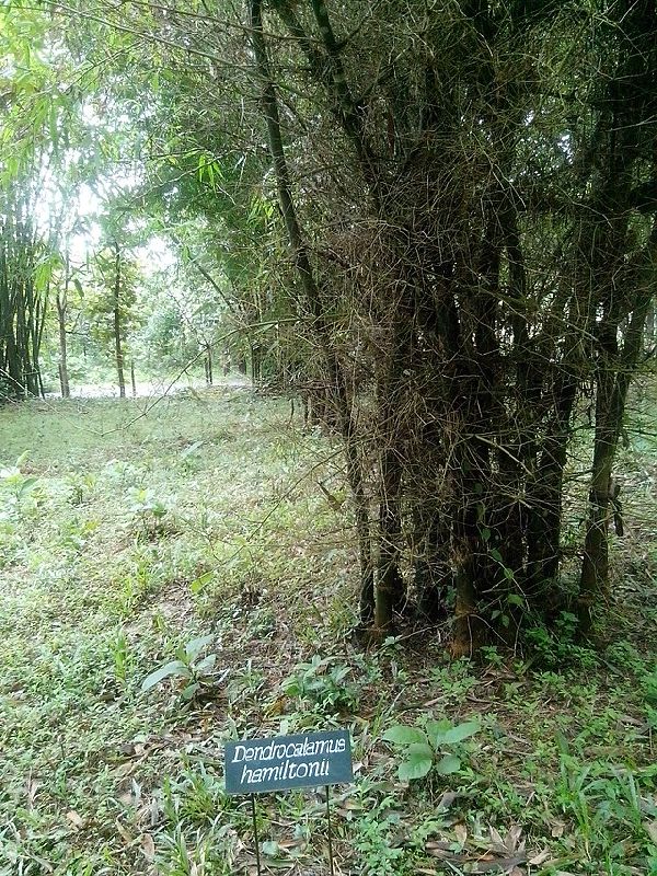 Denrocolomos Hamiltonii Plant