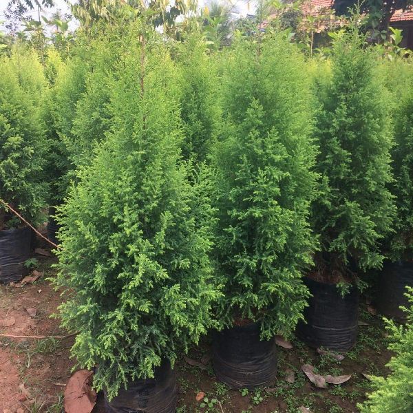 Golden Pine Plant