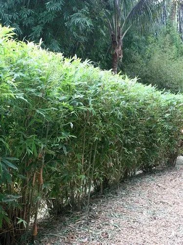 Hedge Bamboo Plant