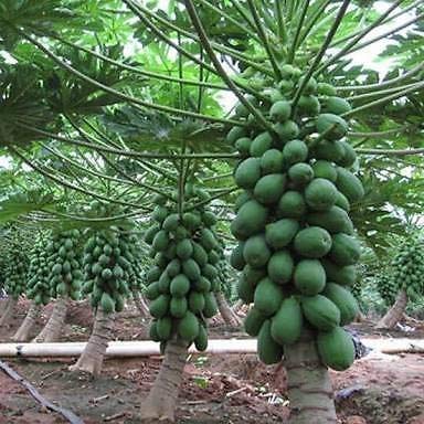 Hybrid Papaya Plant