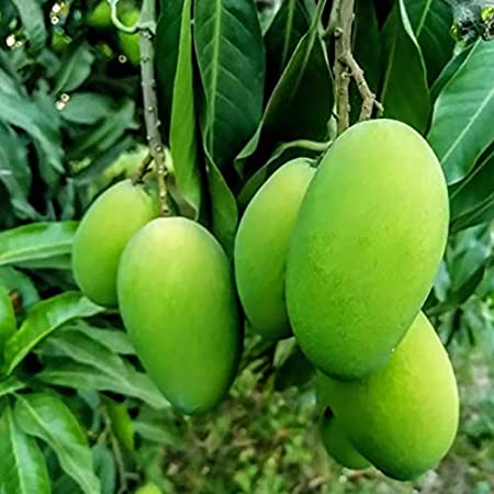 Langra Mango Plant