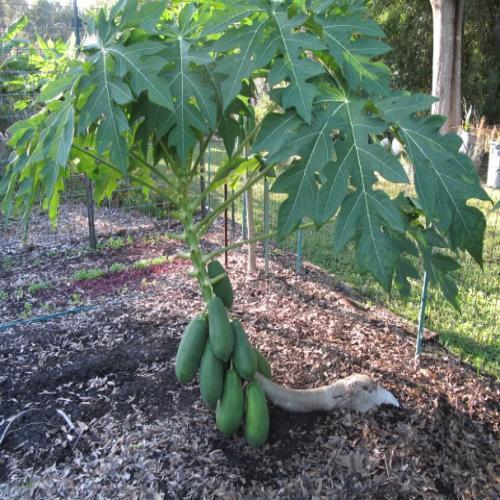 Local Papaya Plant