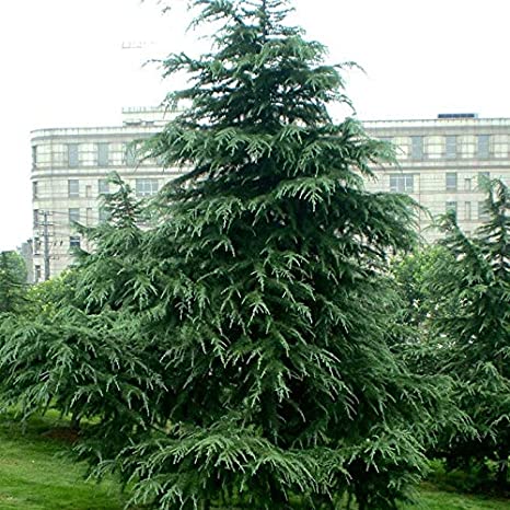 London Pine Plant