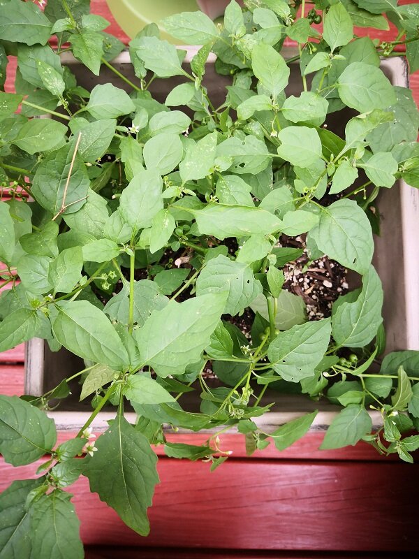 Mora Plant