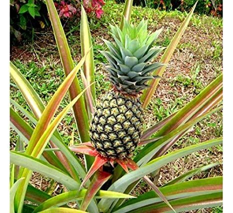 Pineapple Plant