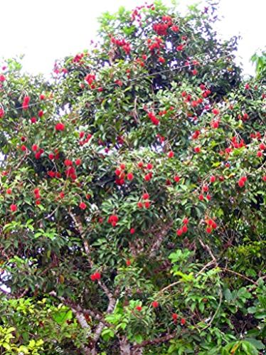 Rambutan Plant