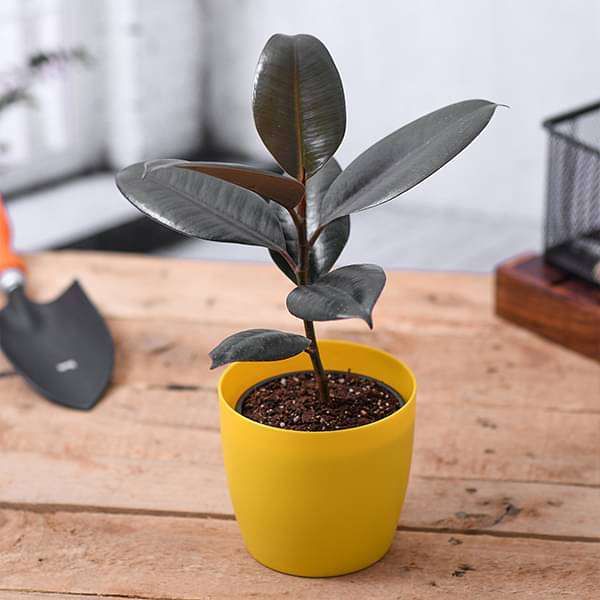 Rubber Plant
