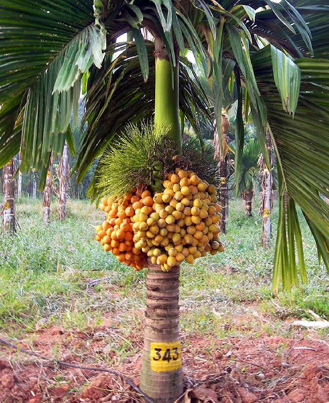 Sumangala Arecanut Plant