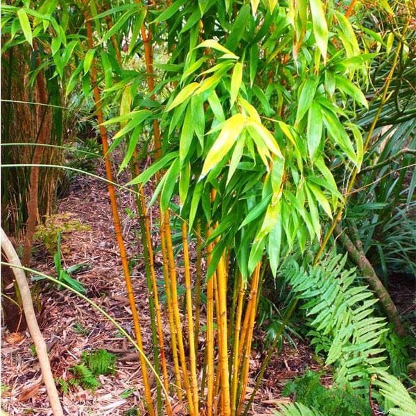Yellow Bamboo Plant
