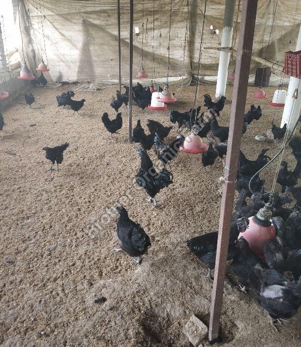 Kadaknath Contract Farming Services