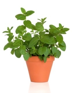 Mentha Plant