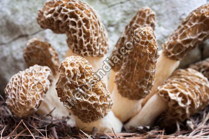 Dehydrated Morel Mushroom