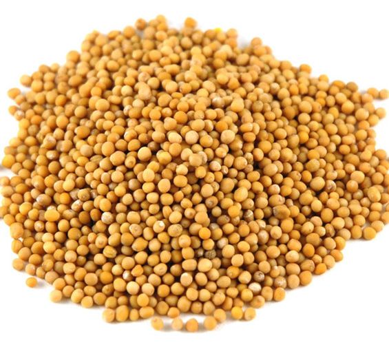 Yellow Mustard Seeds