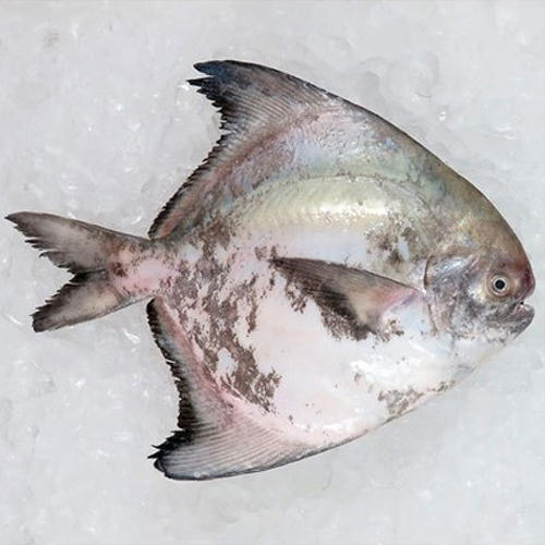 Kapri Pomfret Fish