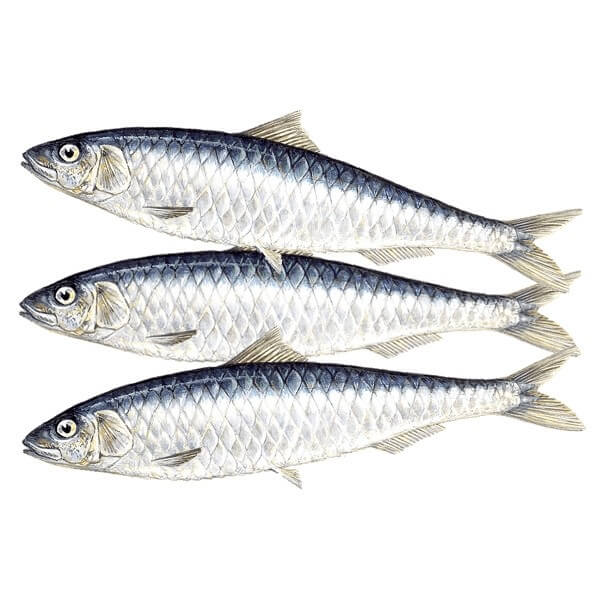 Tarli Fish