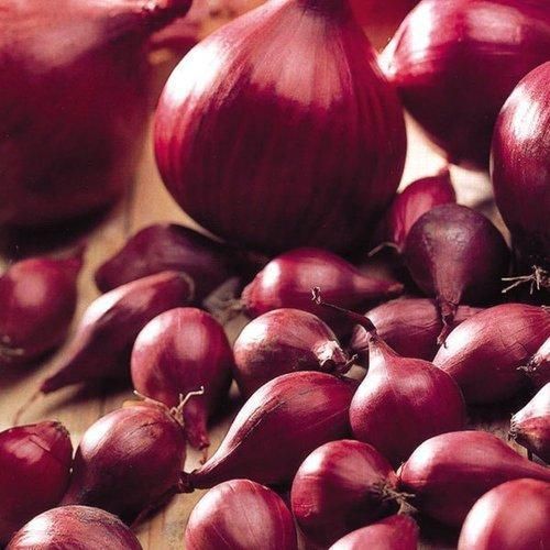 Bellary Onion