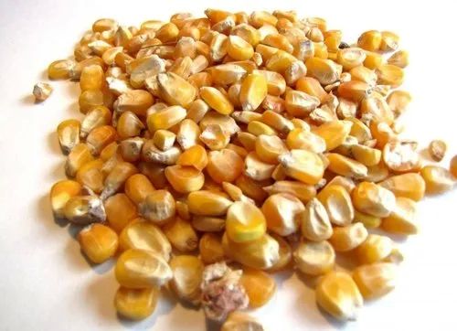 Poultry Feed Maize