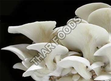 Dried Oyster Mushroom 02