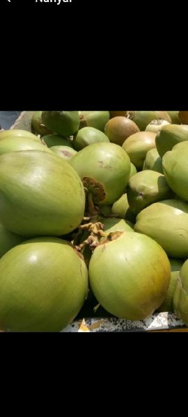 Fresh Tender Coconut Supplier,Wholesale Fresh Tender Coconut ...