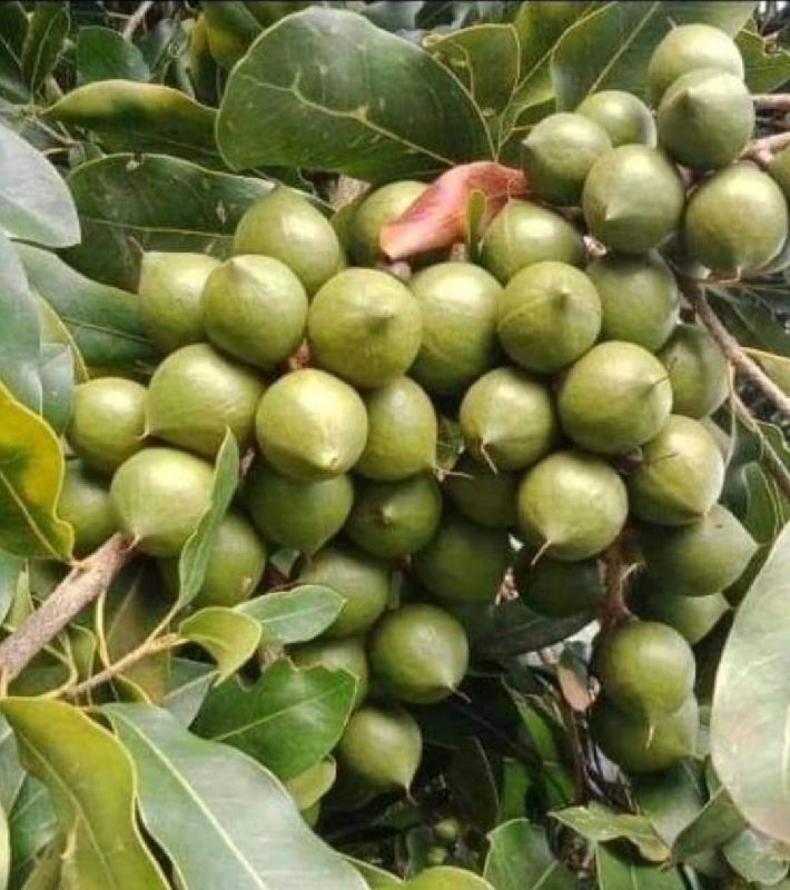 Macadamia Nuts Grafted Plant