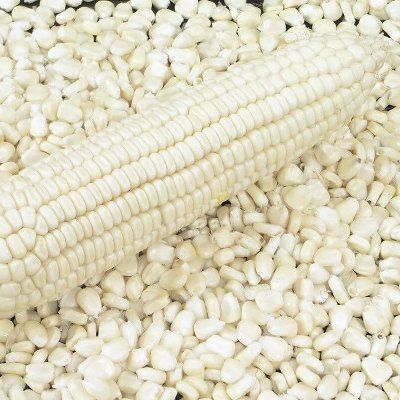 White Corn Animal Feed